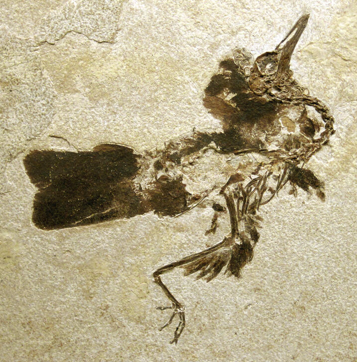Eocene epoch fossil of a bird from the Green River Formation of southwestern Wyoming.