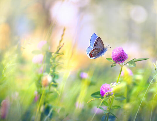 butterfly landing on spring flowers in a meadow